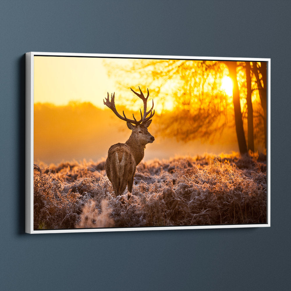 Magnificent Stag Sunrise