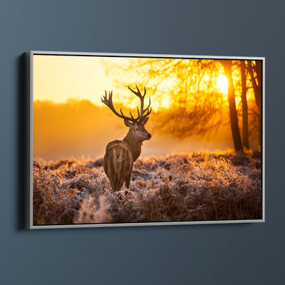 Magnificent Stag Sunrise