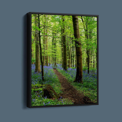 Bluebell Trail, Narrow Water Forest