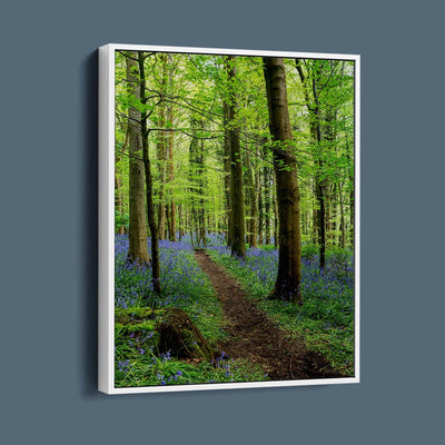 Bluebell Trail, Narrow Water Forest