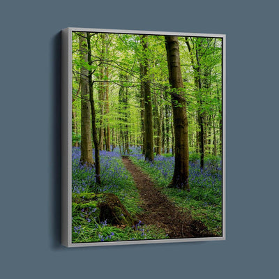 Bluebell Trail, Narrow Water Forest