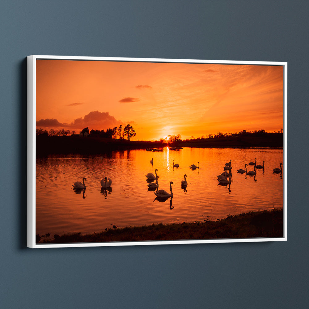 Swans On Corbet Lough