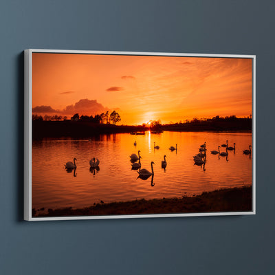 Swans On Corbet Lough